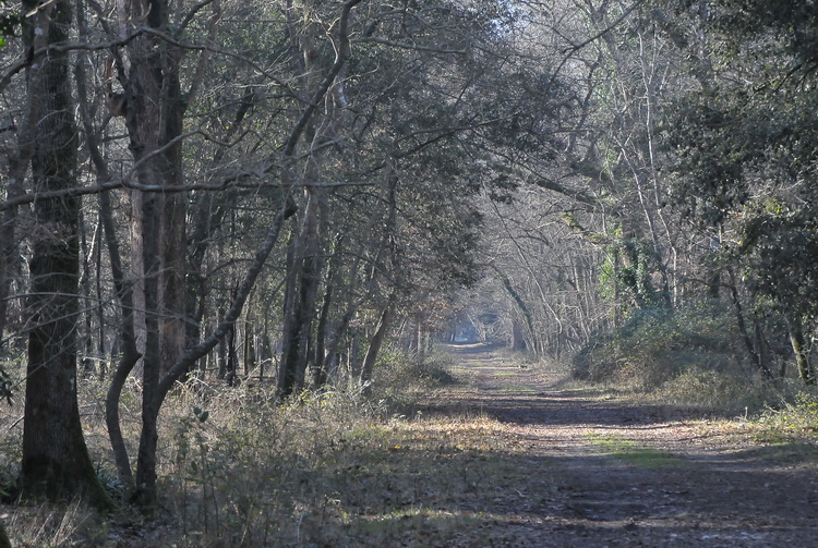 Parco di San Rossore - un anno dopo